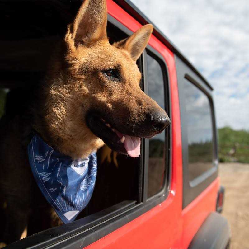 Dog Collar O7142
