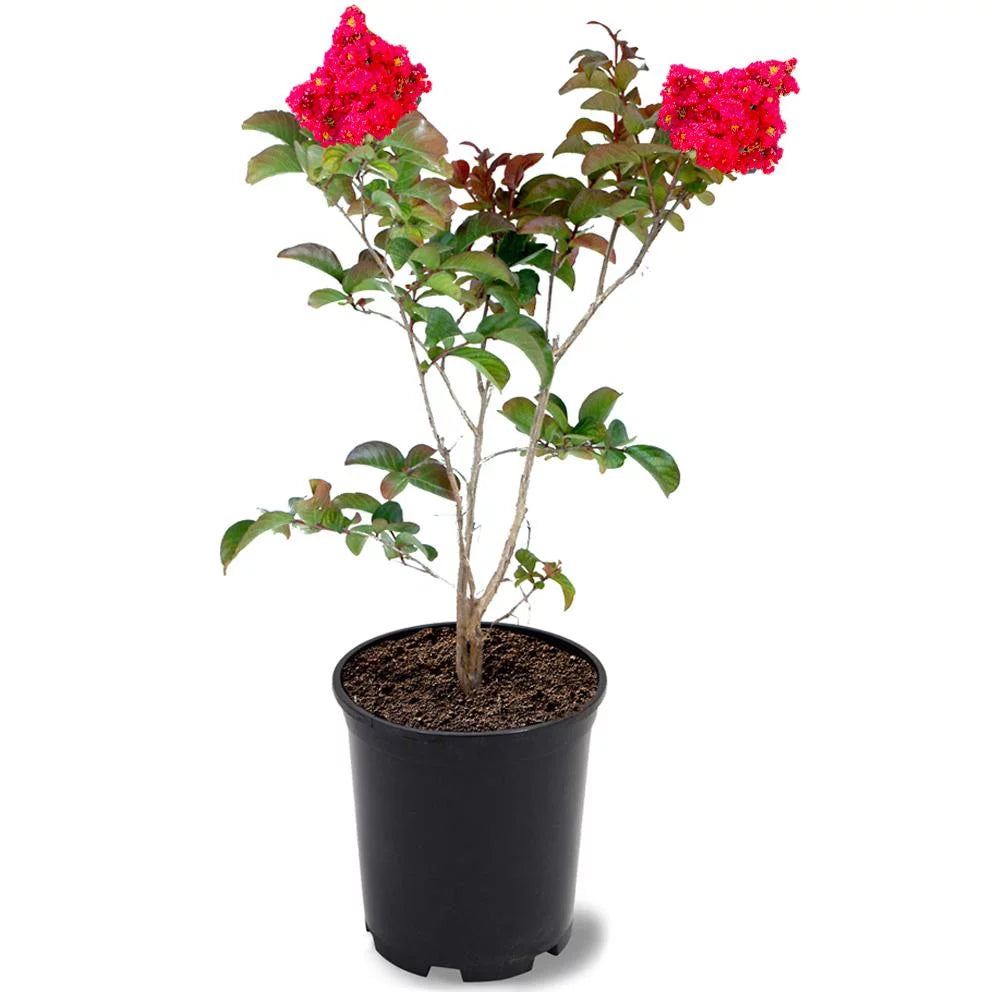 Red Flowering Crape Myrtle Tree 2.84 Liter Nursery Pot N3023