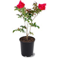 Red Flowering Crape Myrtle Tree 2.84 Liter Nursery Pot N3023