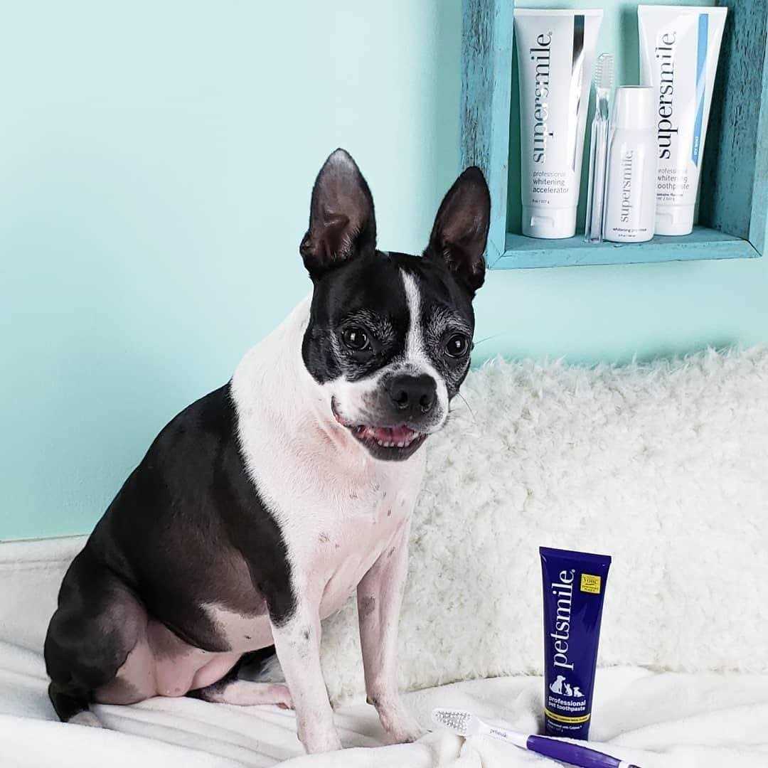 Dog Toothpaste L562