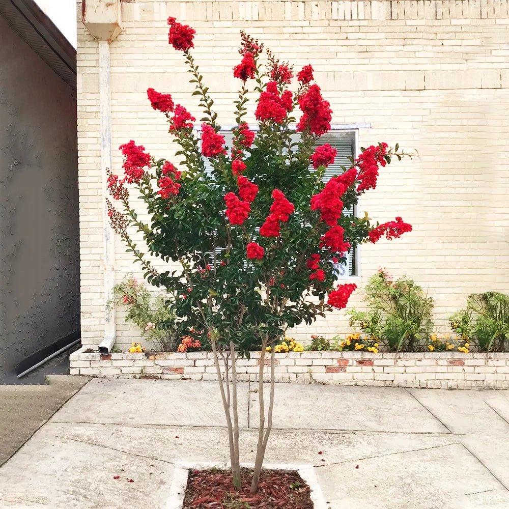 Red Flowering Crape Myrtle Tree 2.84 Liter Nursery Pot N3023