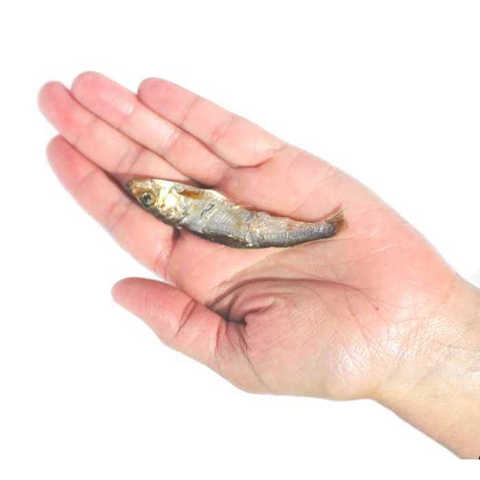 Wild Caught Baltic Sprat Dog Treats P803