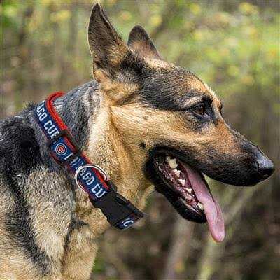 Chicago Cubs Dog Collar D640