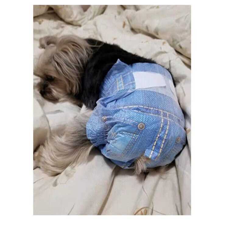 Soft Female Disposable Dog Diapers X5563