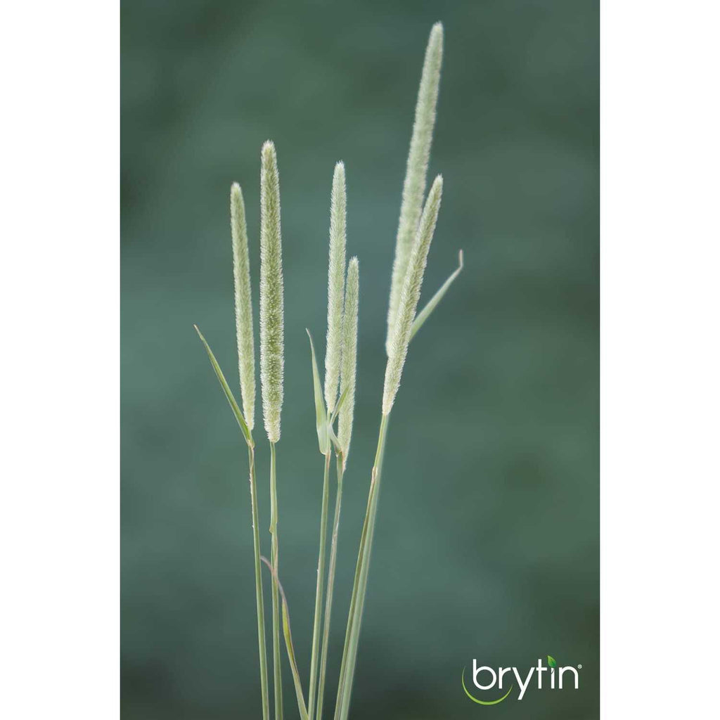 All-Natural Western Timothy Hay Chinchilla Food I3790