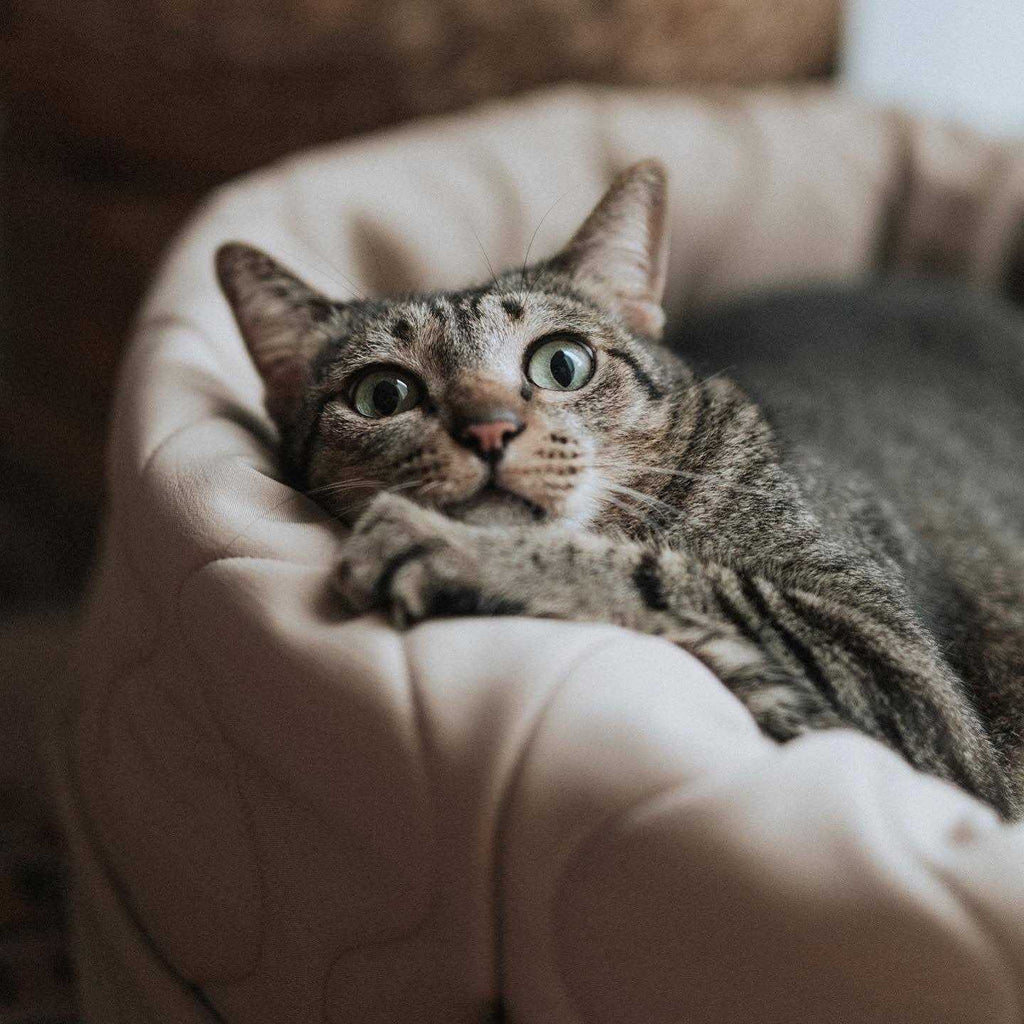 Reversible Donut Pet Bed V8651