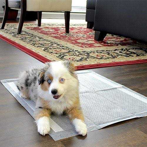 Dog Pee Pads Y362