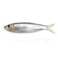 Wild Caught Baltic Sprat Dog Treats P803
